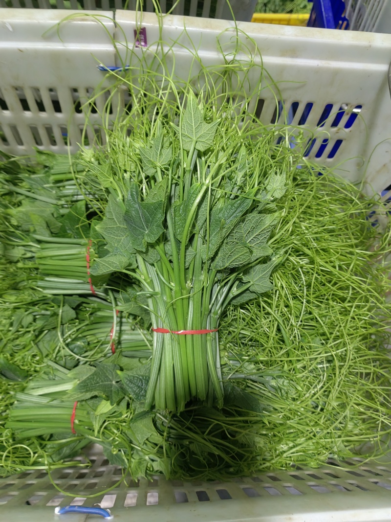 佛手瓜苗