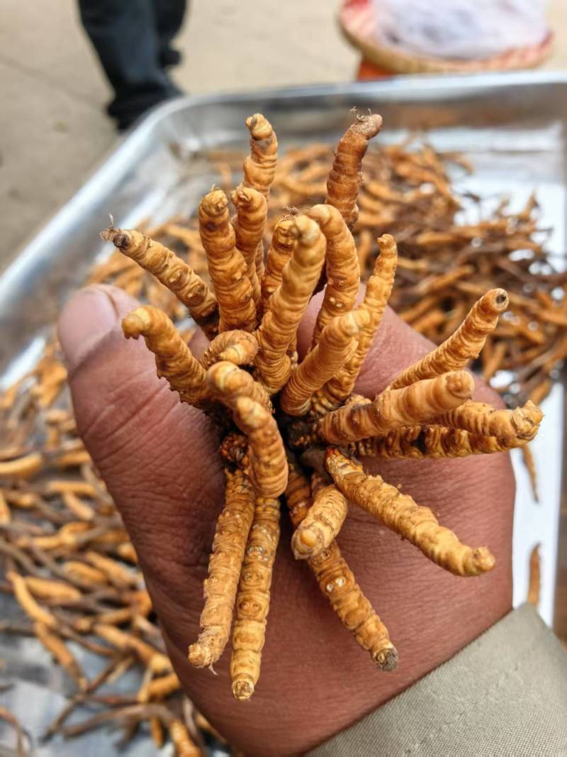 虫草