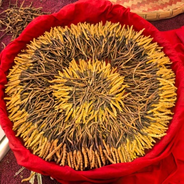 虫草