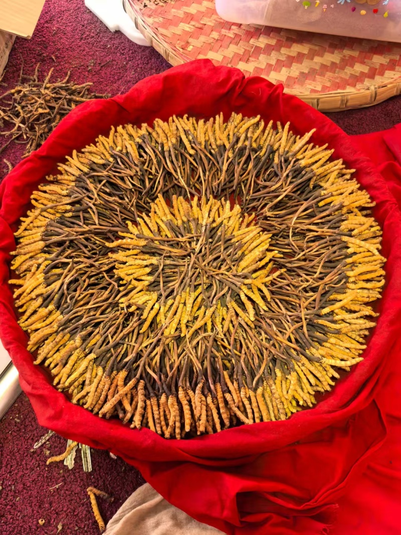 虫草