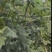水果玉米长豆角