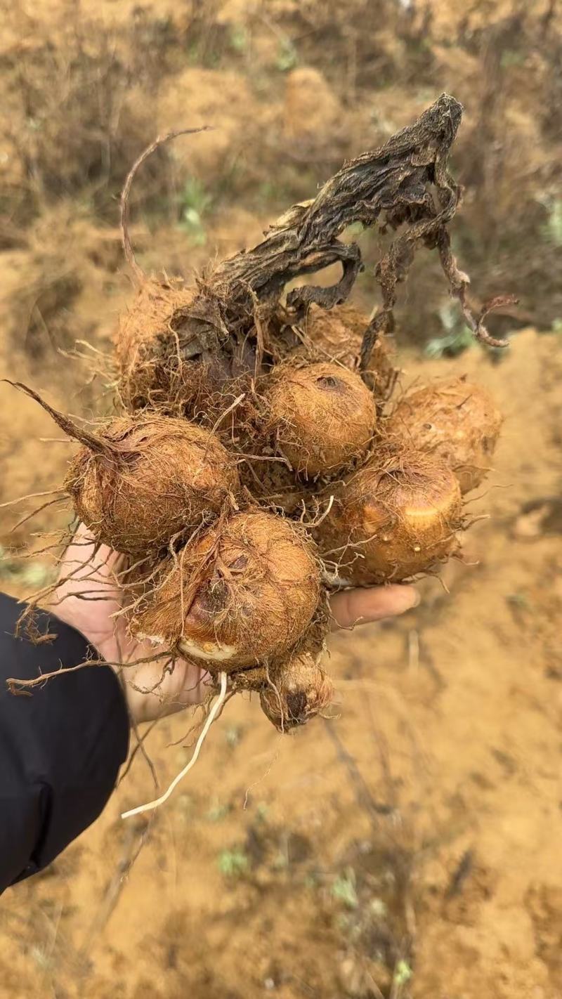 牛奶芋头