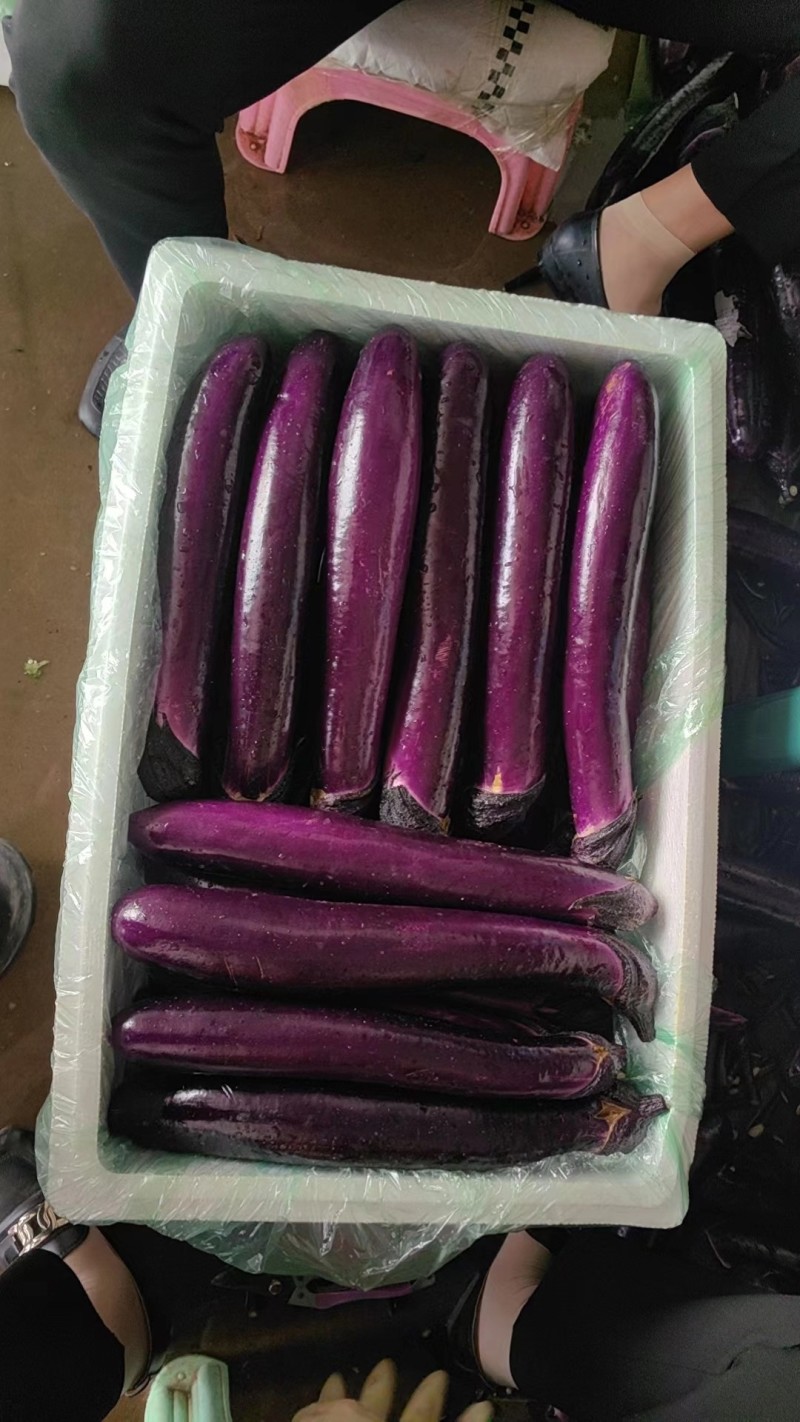 茄子【紫长茄】支持视频看货，可发往全国市场！诚信经营
