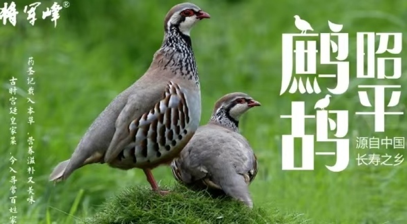 【昭平鹧鸪】【冰鲜鹧鸪]（净重250-260克）