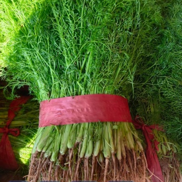茴香苗