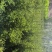 青海云杉树