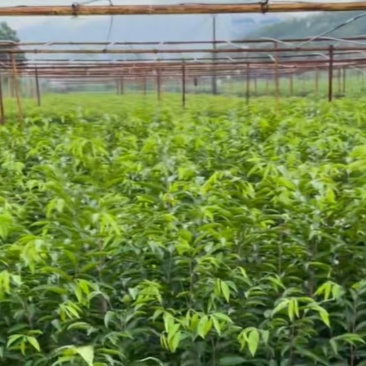 电白观珠沉香树苗
