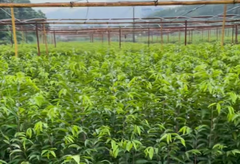 电白观珠沉香树苗