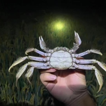 盘锦河蟹