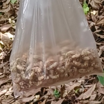 蝉壳