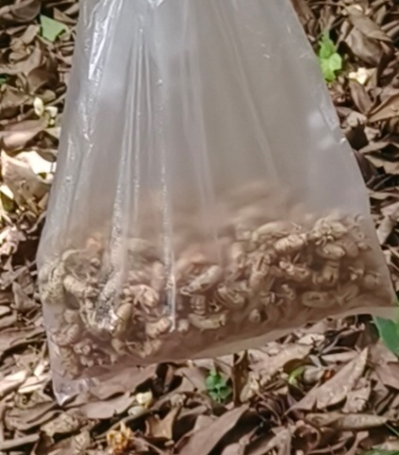蝉壳