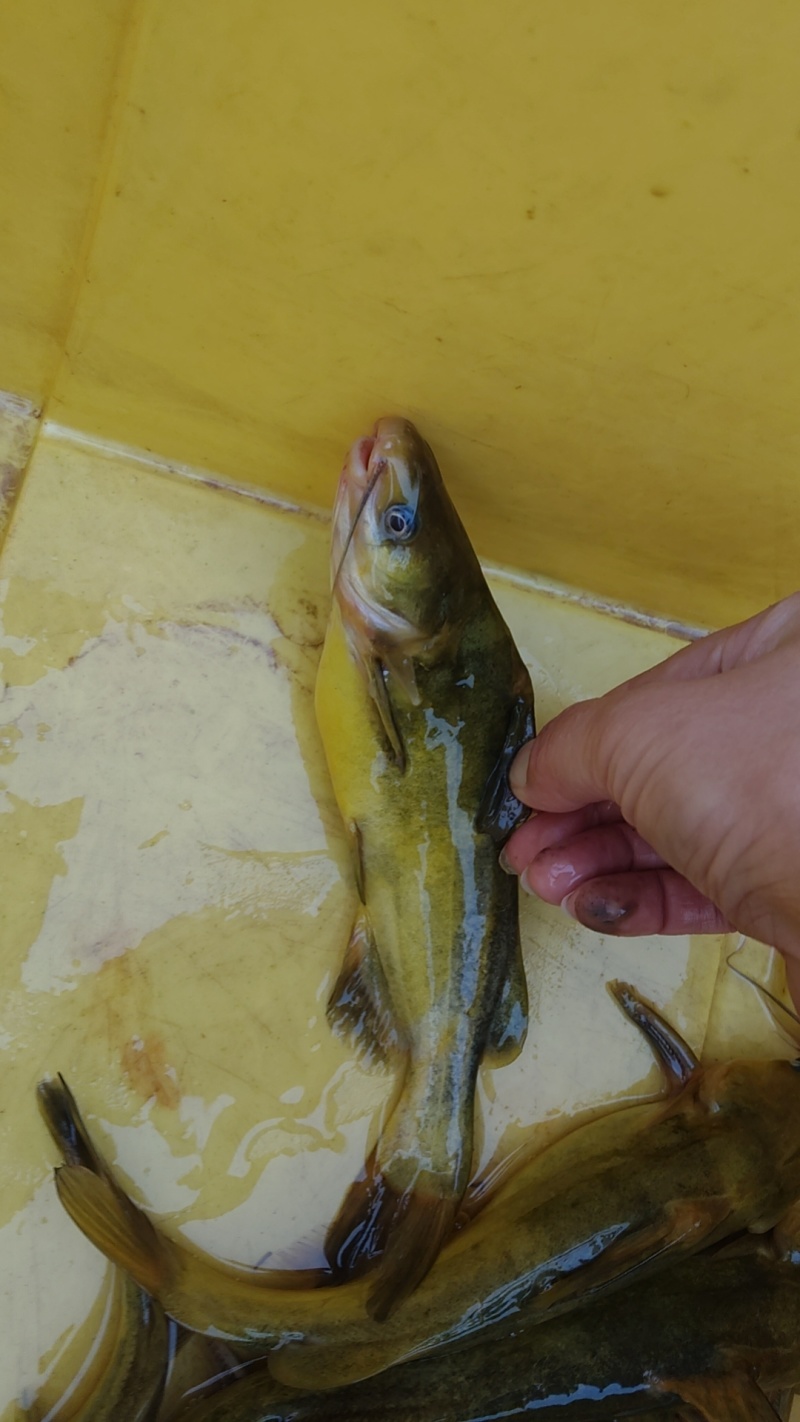 黄辣丁