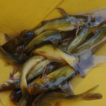 黄辣丁