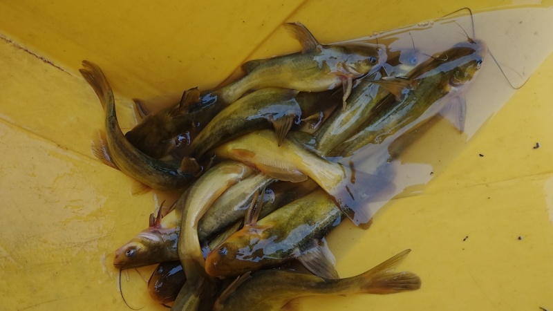 黄辣丁