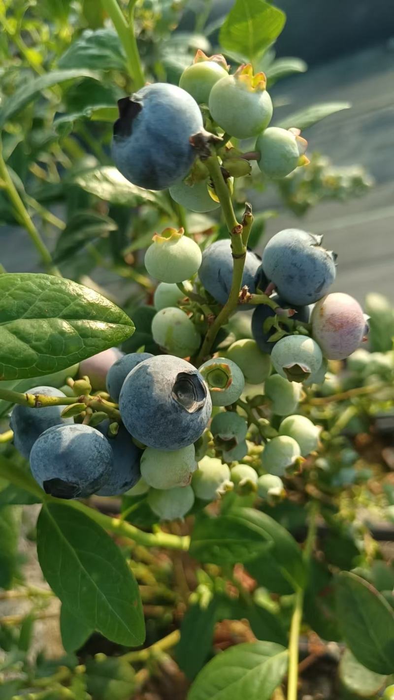 蓝莓
