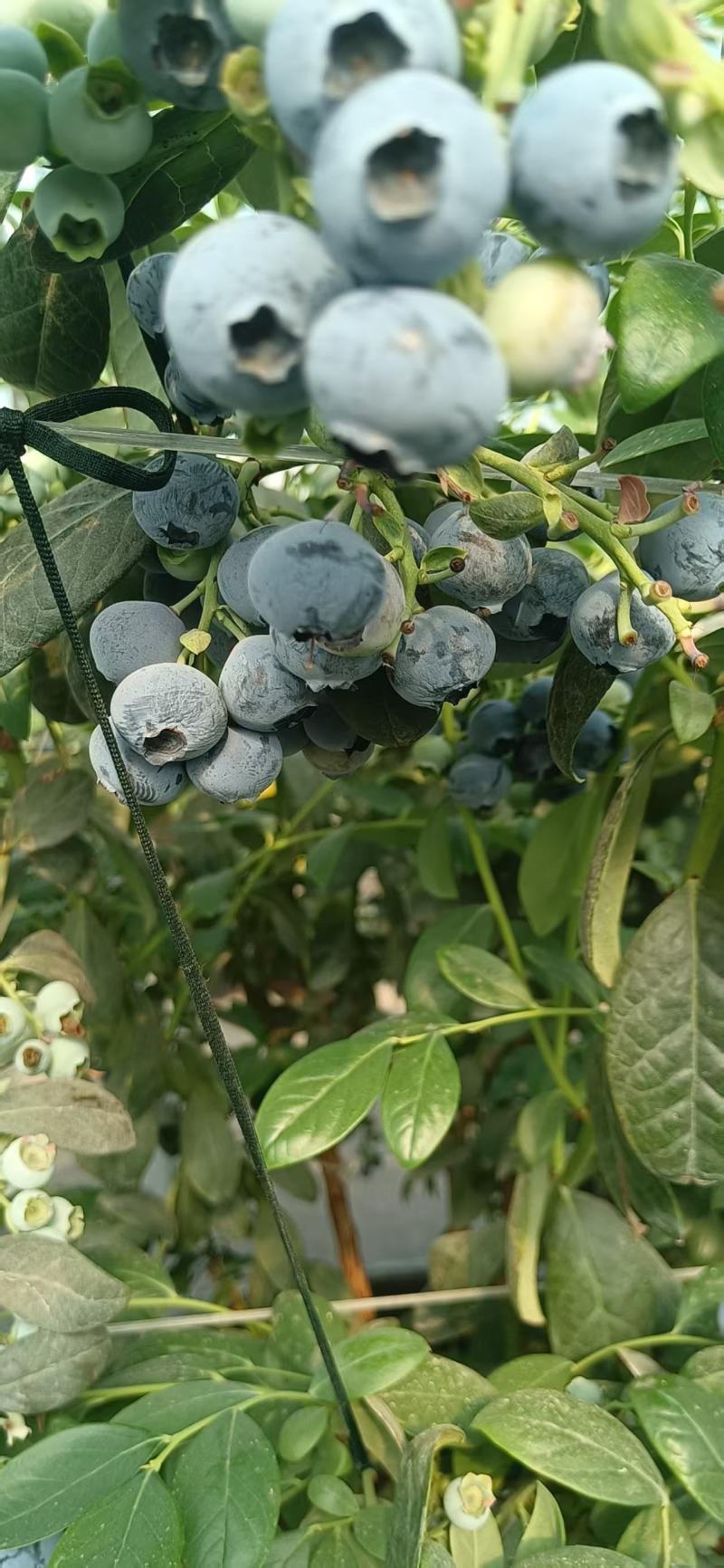 蓝莓