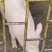 两头猪