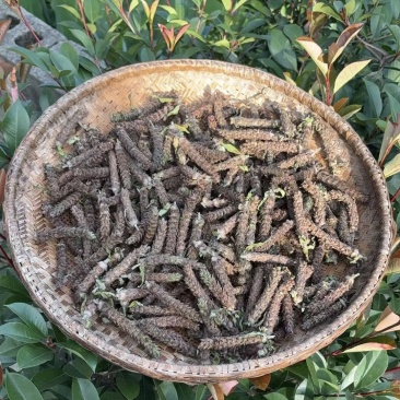 湖北黄冈夏枯草