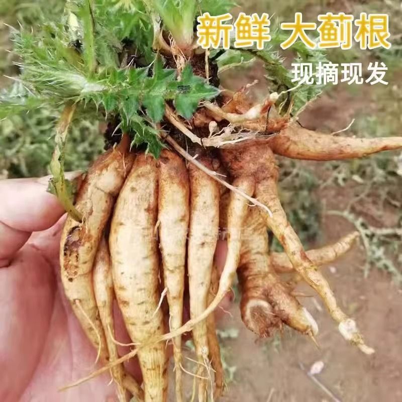 贵州野生大蓟鲜货