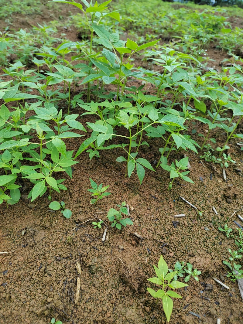 黄柏芽苗