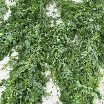鸡骨草，大叶