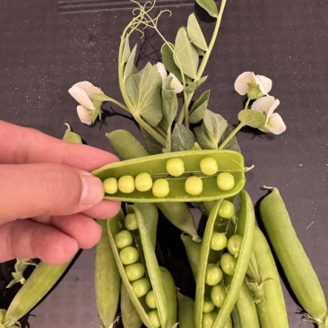 甘肃豌豆角