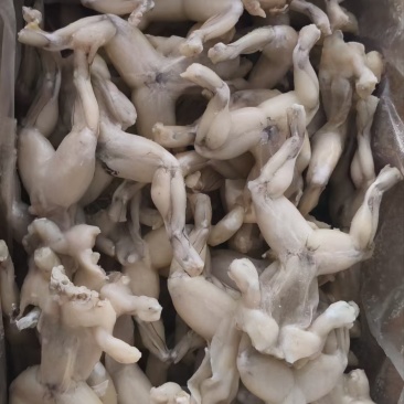 单冻牛蛙有货，各种规格都有，支持样品，质量很好
