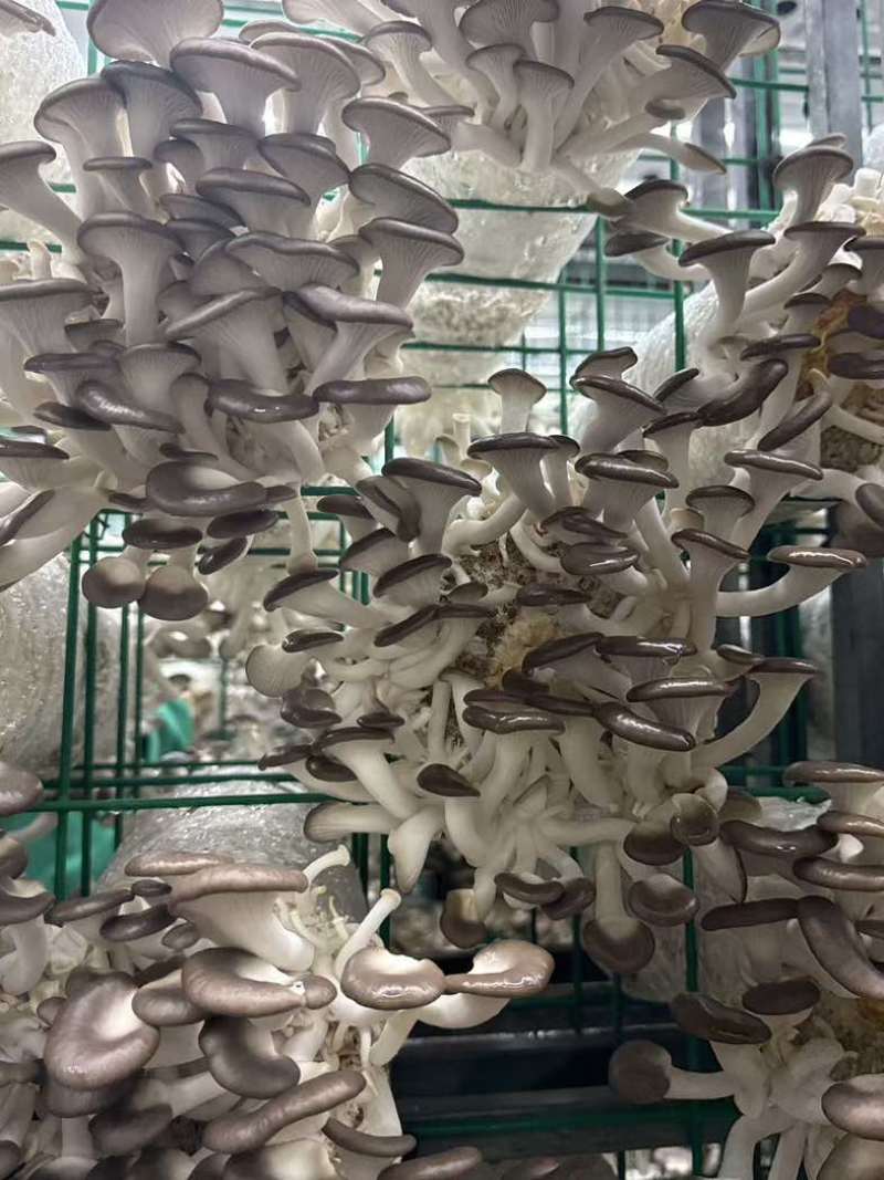批发秀珍菇，价格电聊
