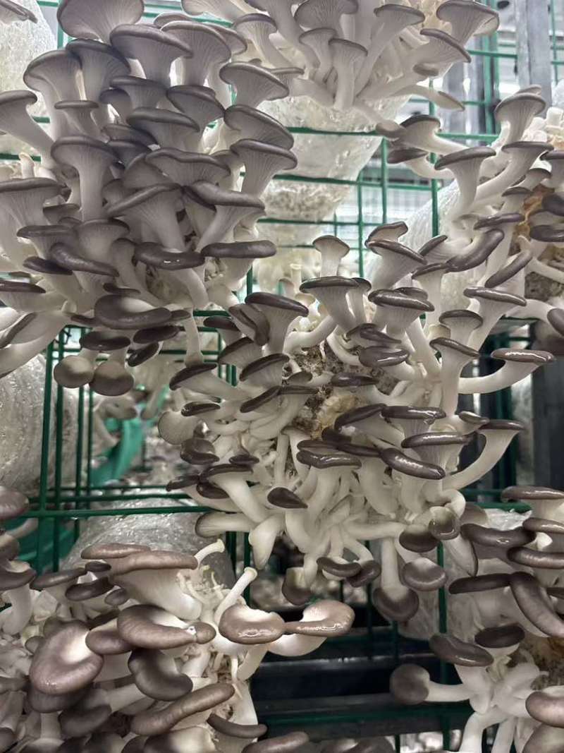 批发秀珍菇，价格电聊