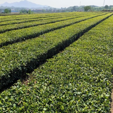 日照绿茶，山泉水浇灌，茶叶色泽鲜亮，味道香浓，口感好