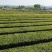 日照绿茶，山泉水浇灌，茶叶色泽鲜亮，味道香浓，口感好