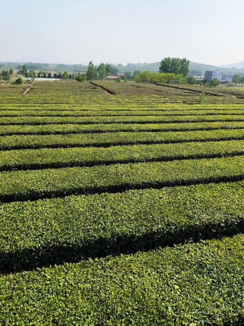 日照绿茶，山泉水浇灌，茶叶色泽鲜亮，味道香浓，口感好
