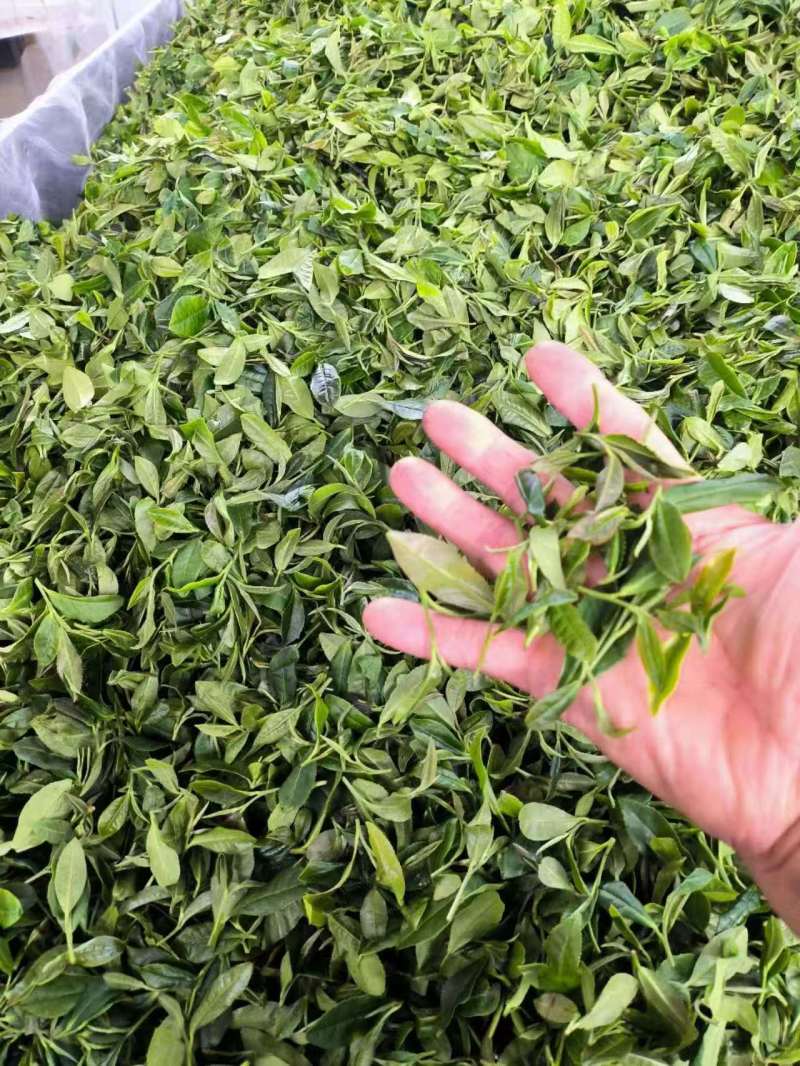 日照绿茶，山泉水浇灌，茶叶色泽鲜亮，味道香浓，口感好
