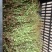 小二仙草