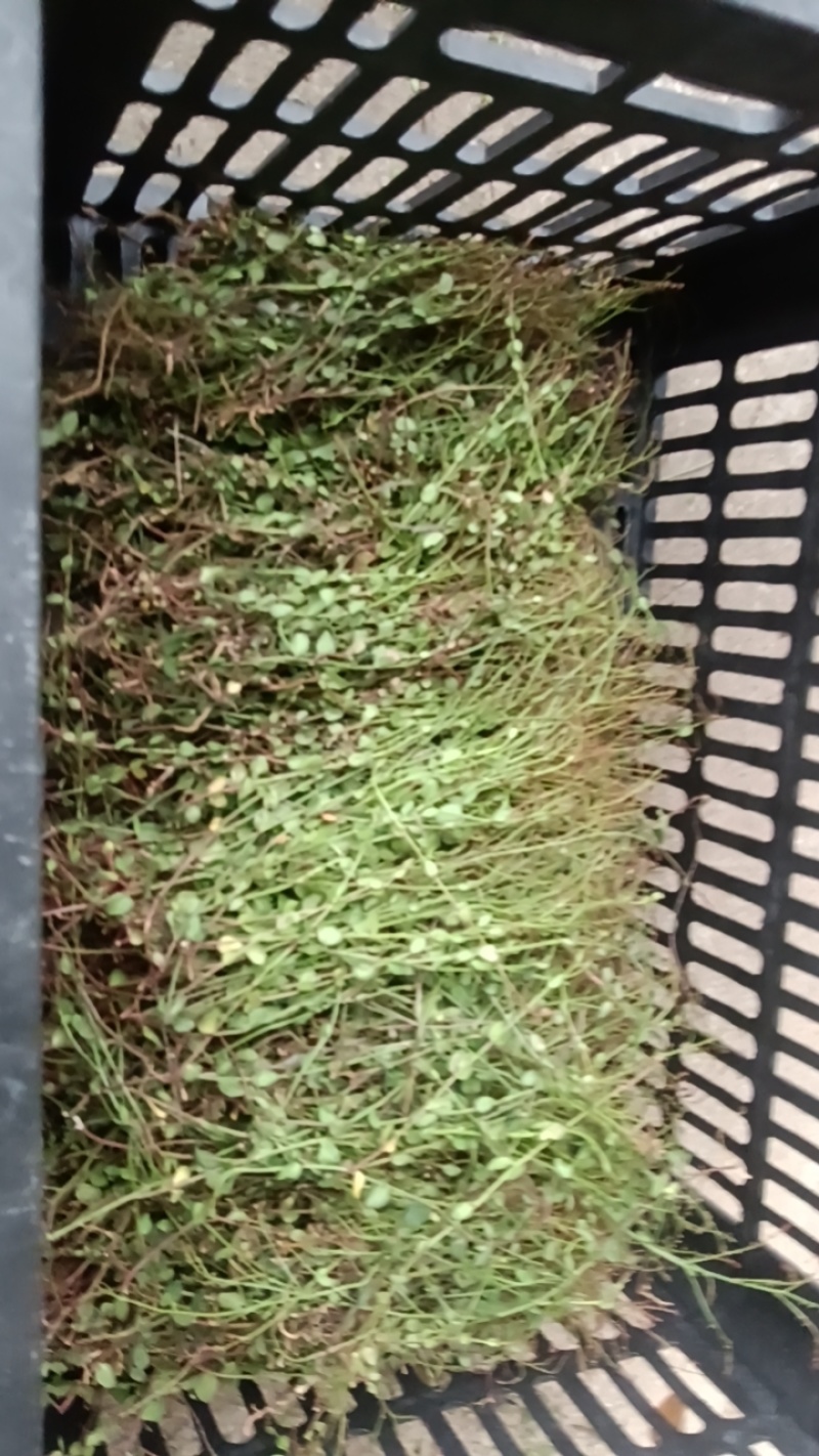 小二仙草