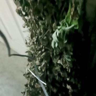 卖艾草