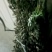 卖艾草