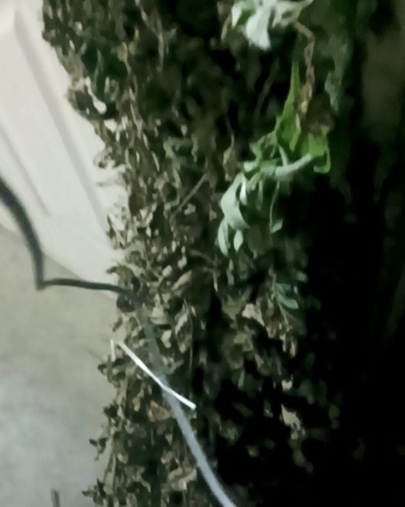 卖艾草
