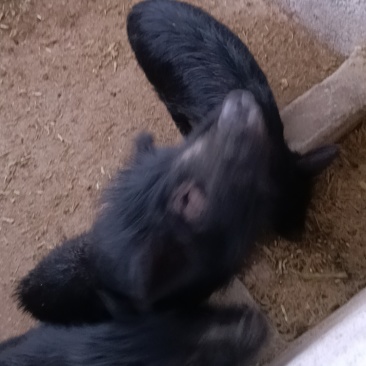 生态养殖藏香猪