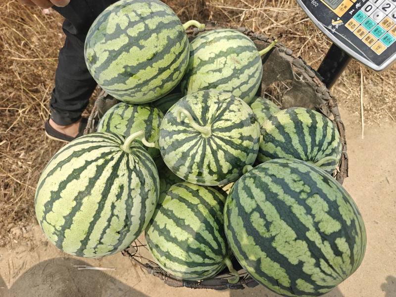 美都995无籽甜度13.4左右