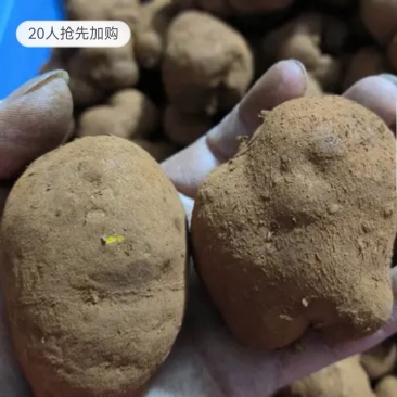 金果榄