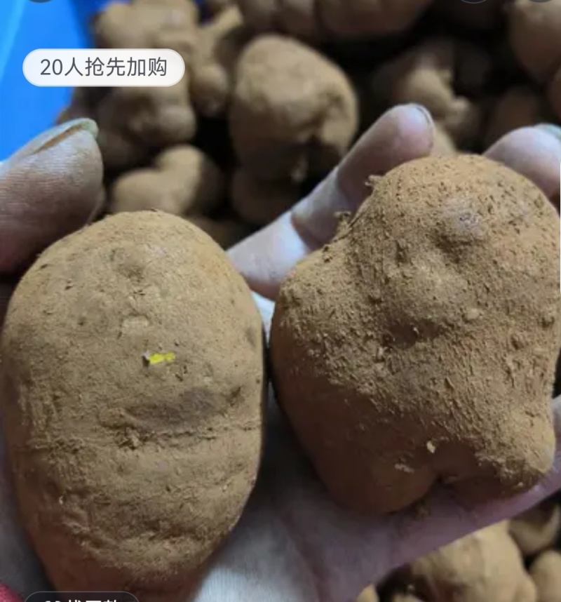 金果榄