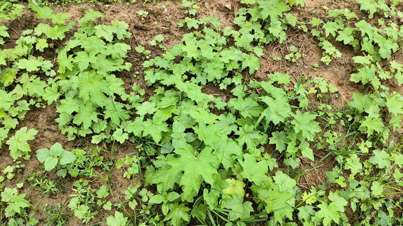 大通草苗杯苗