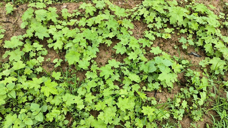 大通草苗杯苗