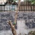 25公分桂花树