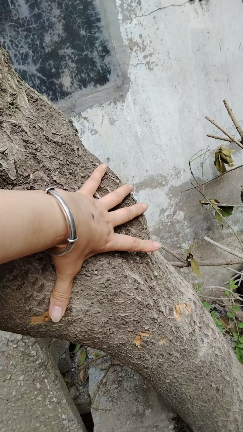 25公分桂花树