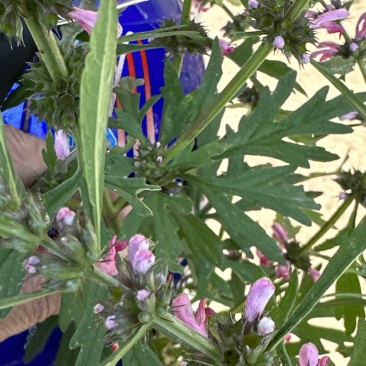 益母草，野生，2到三万斤