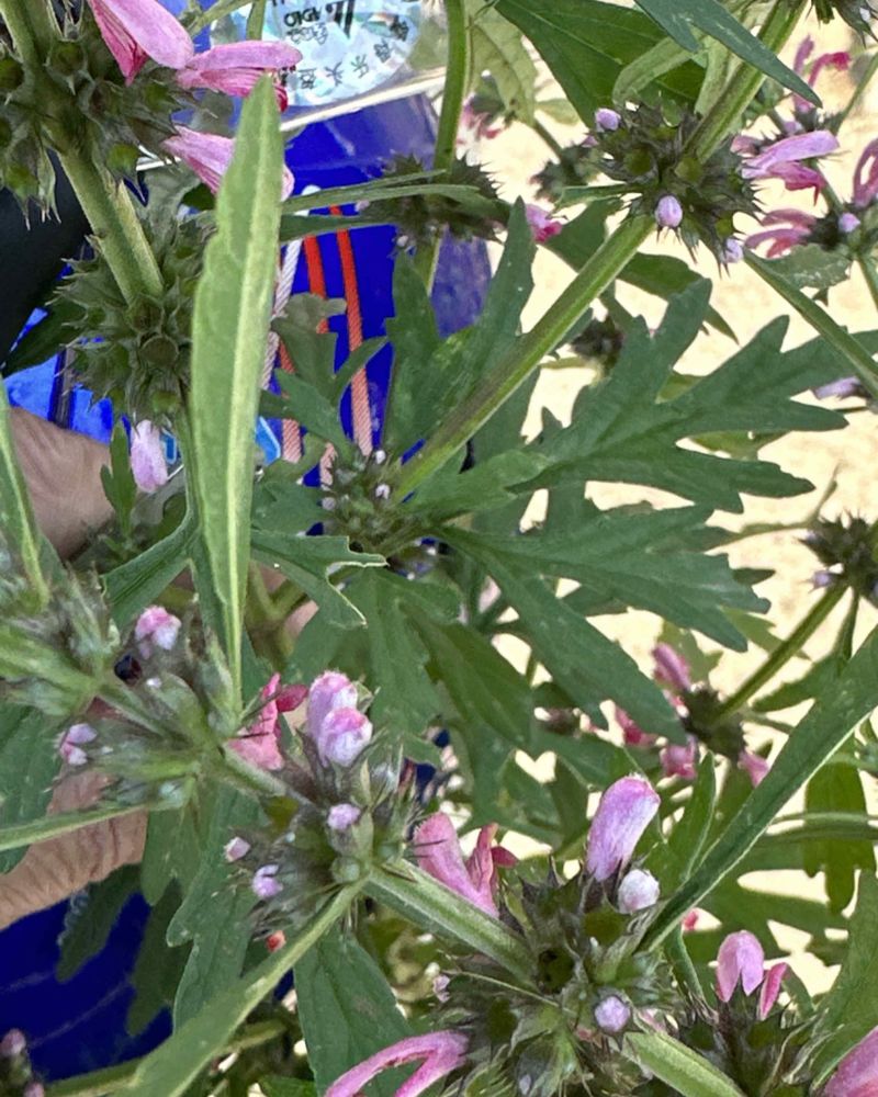 益母草，野生，2到三万斤