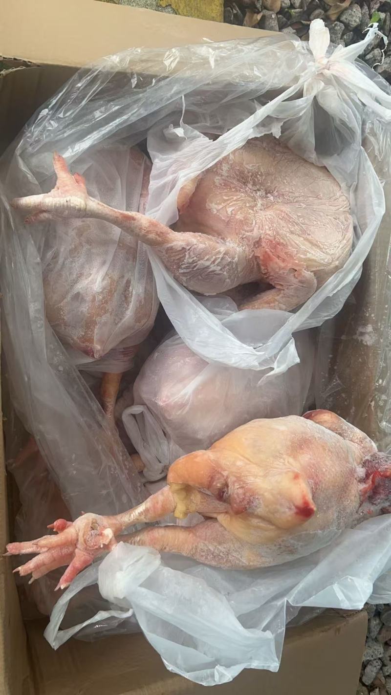 种母鸡10吨，单只6斤左右