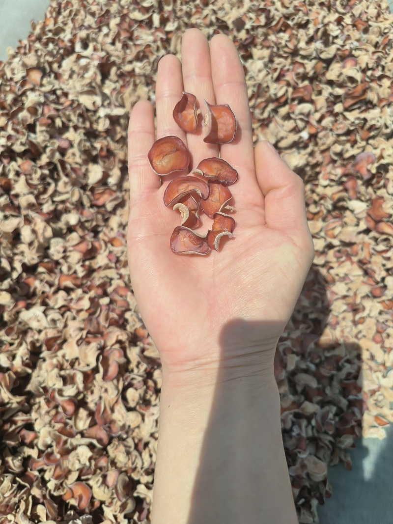 粉木耳干货～一手货源价格便宜，质量有保障，专业做批发
